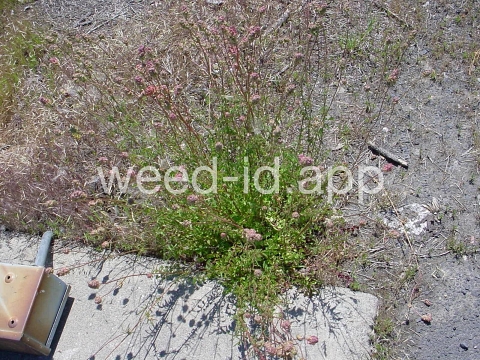 burnet, salad
